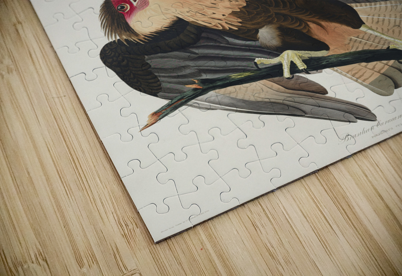 Brasilian Caracara Eagle IStockHistory com Puzzle