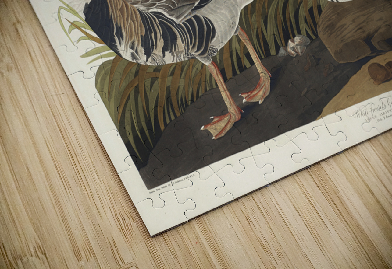 White-fronted Goose IStockHistory com Puzzle