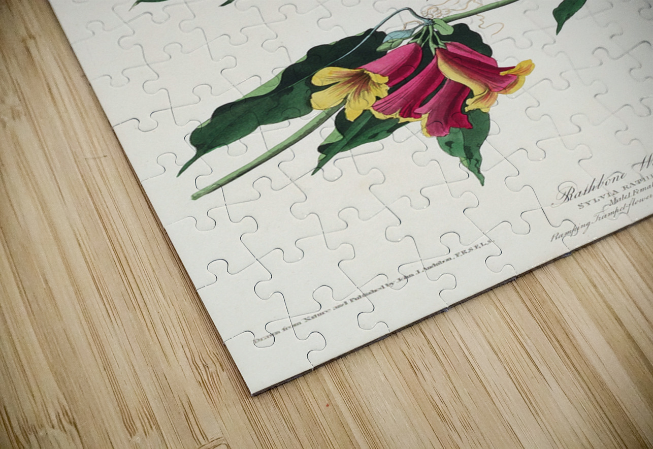 Rathbone Warbler IStockHistory com Puzzle