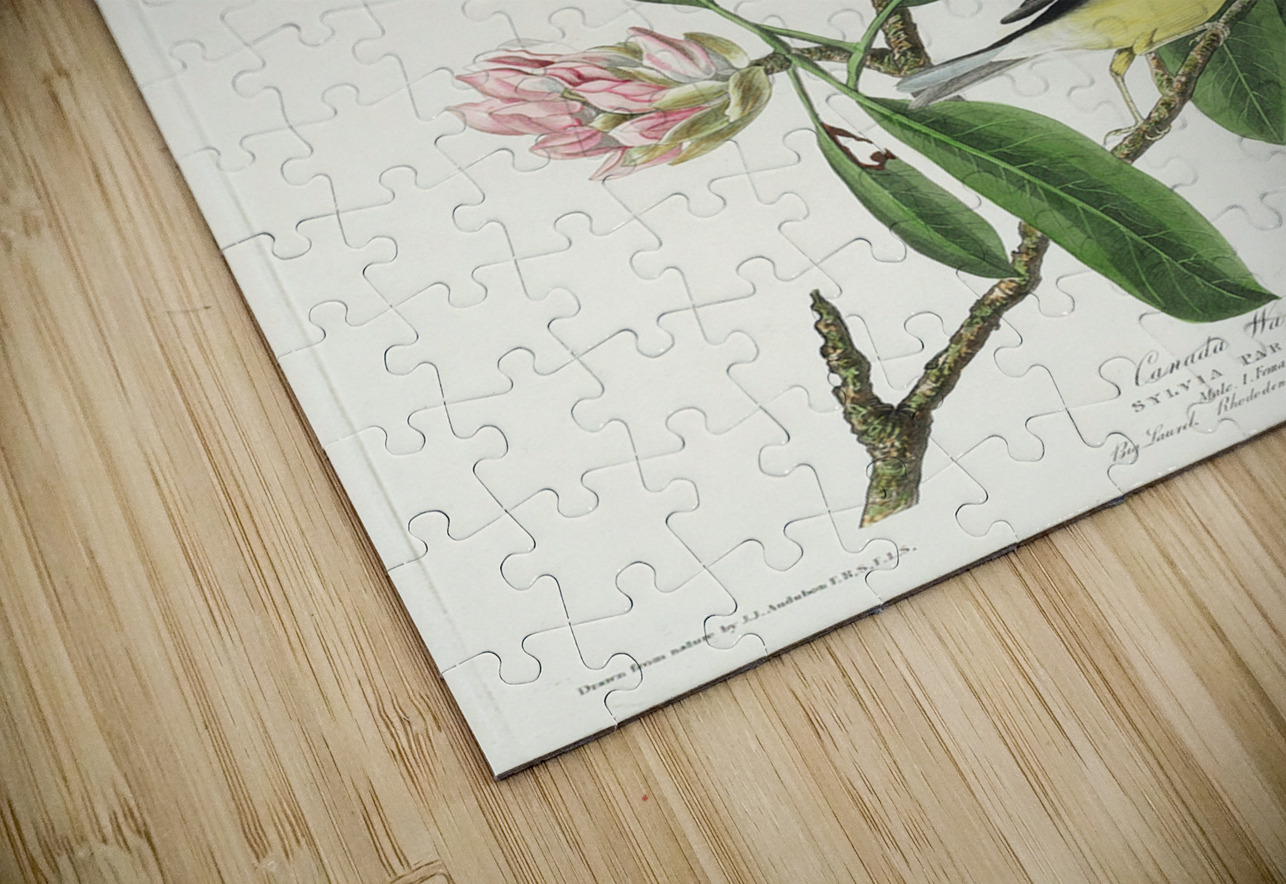 Canada Warbler IStockHistory com Puzzle