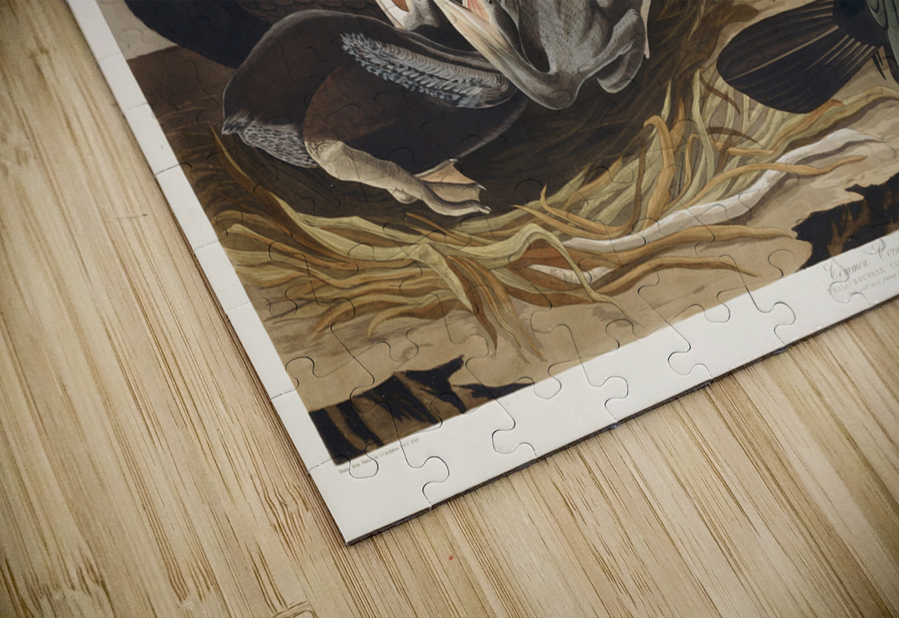 Common Cormorant IStockHistory com Puzzle