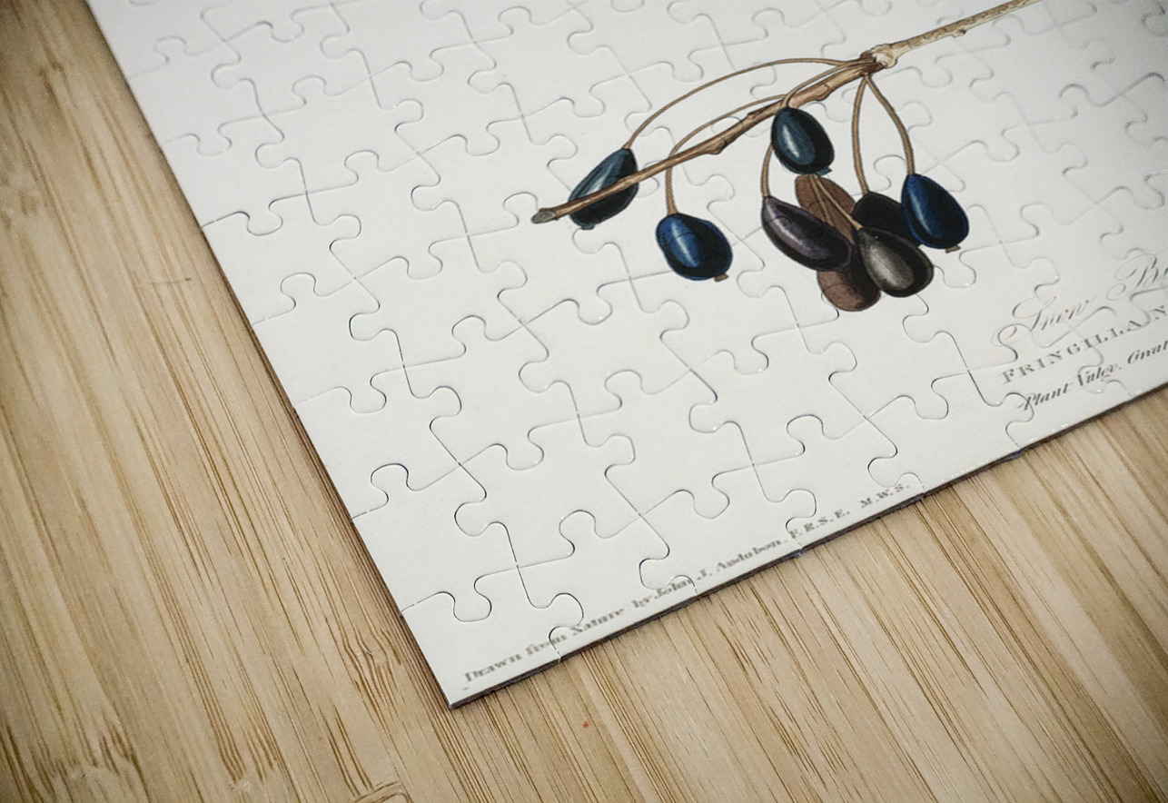 Snow Bird IStockHistory com Puzzle