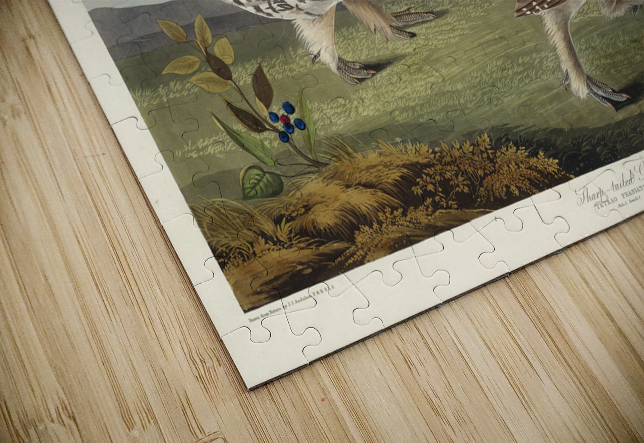 Sharp-tailed Grouse IStockHistory com Puzzle