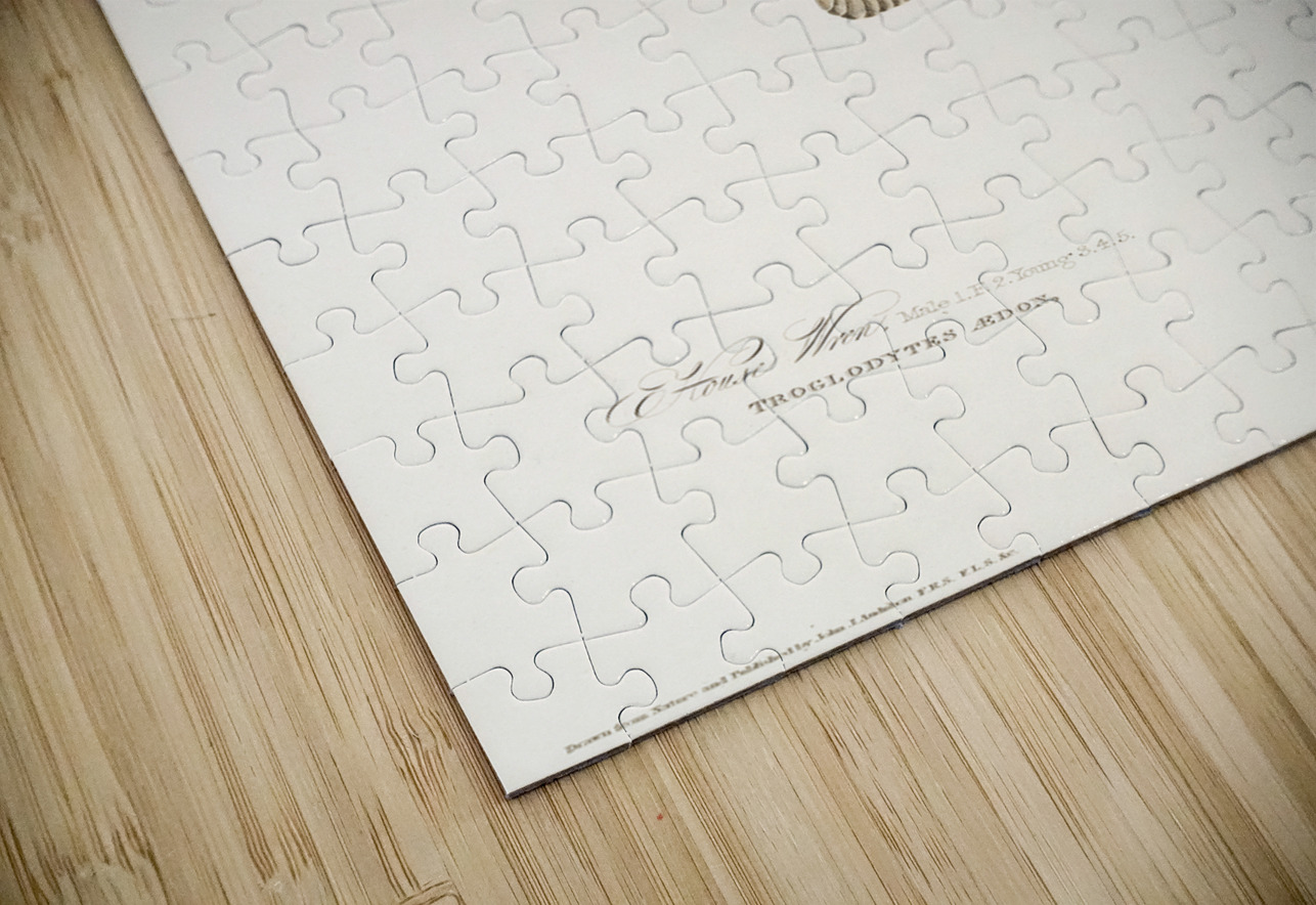 House Wren IStockHistory com Puzzle