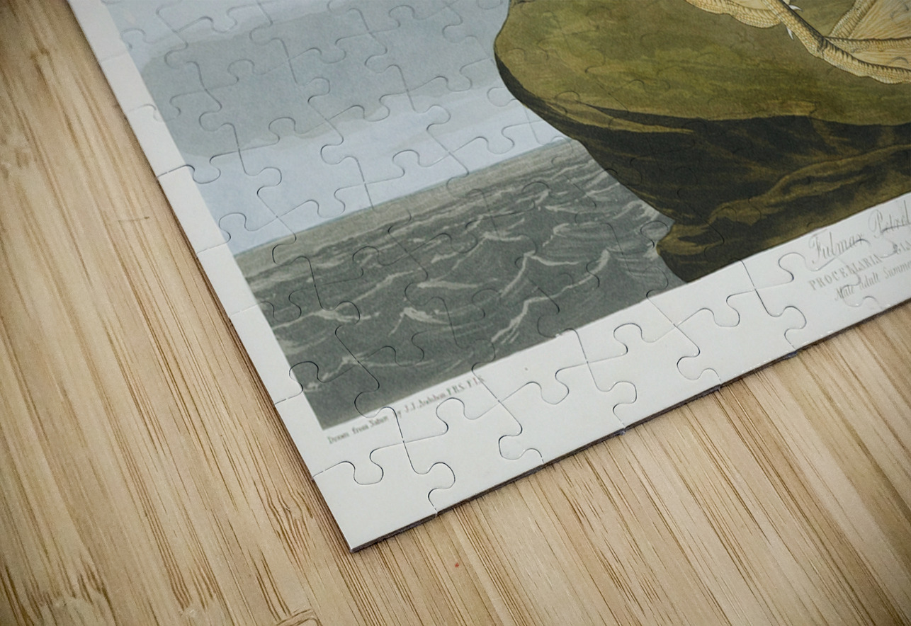 Fulmar Petrel IStockHistory com Puzzle