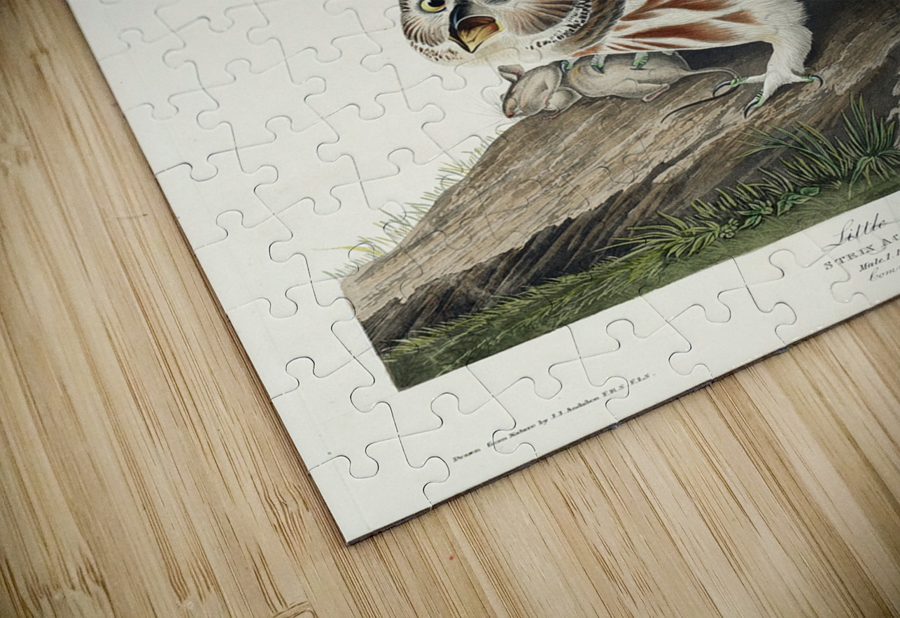 Little Owl IStockHistory com Puzzle