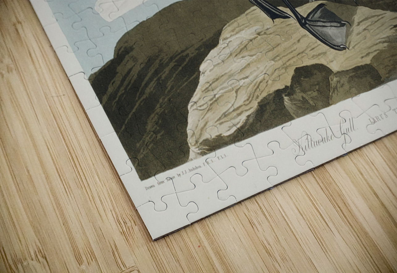 Kittiwake Gull IStockHistory com Puzzle