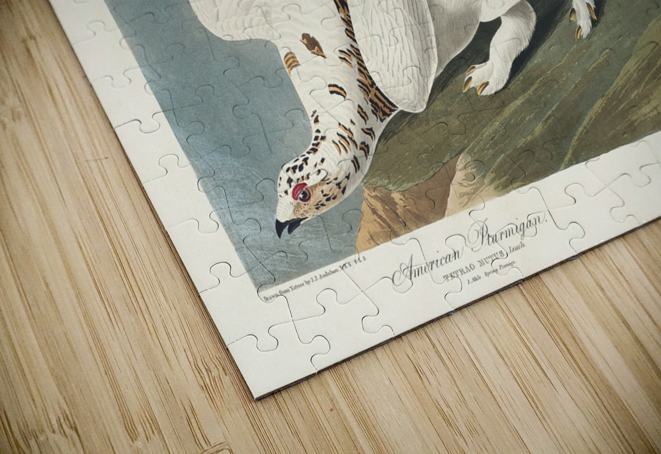 American Ptarmigan and White-tailed Grous IStockHistory com Puzzle