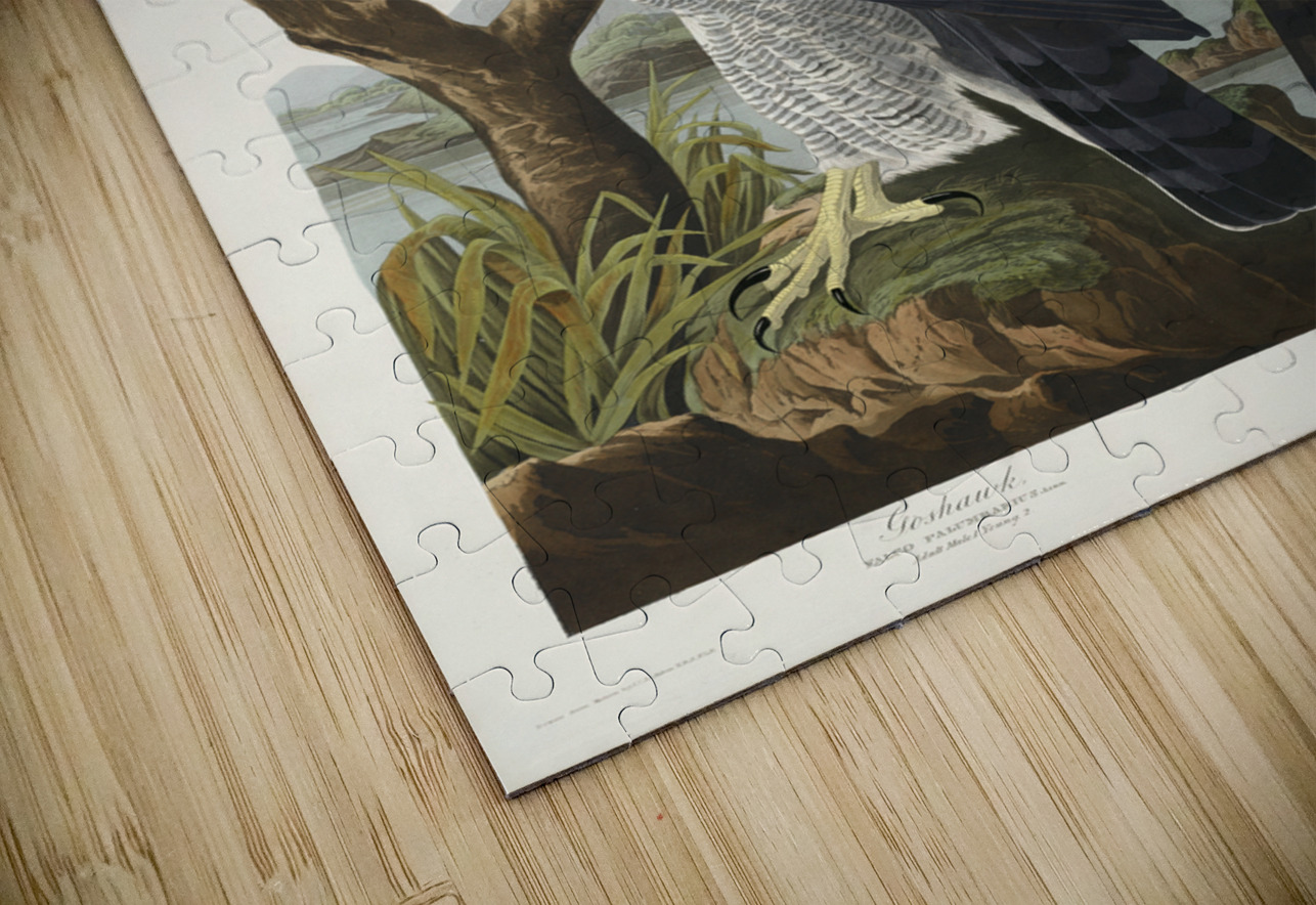 Goshawk and Stanley Hawk IStockHistory com Puzzle