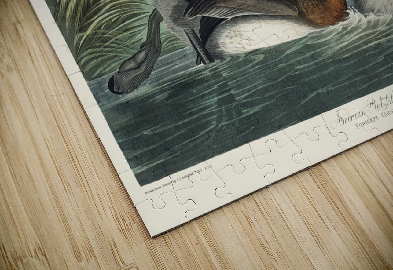 American Pied-billed IStockHistory com Puzzle