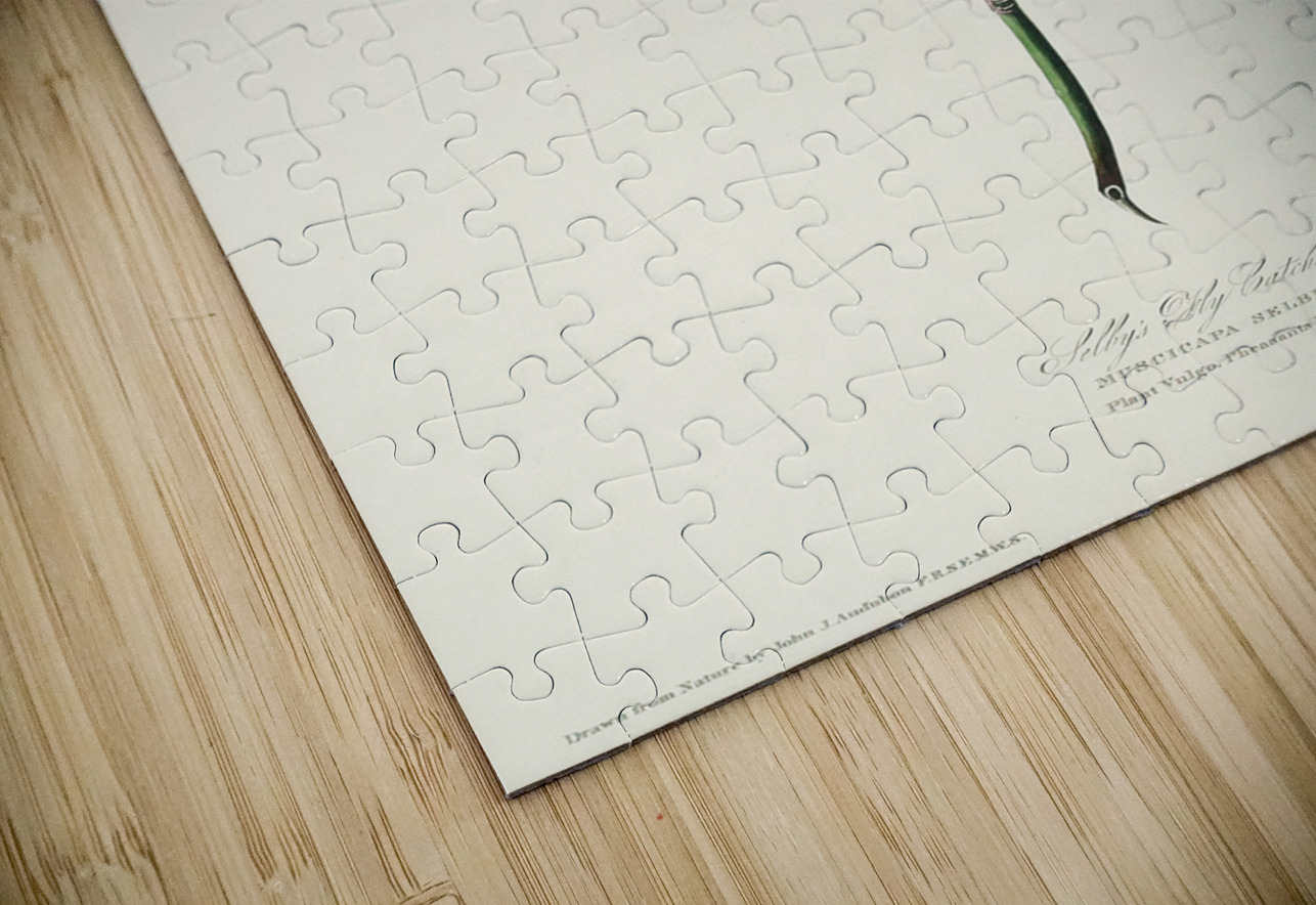 Selbys Flycatcher IStockHistory com Puzzle