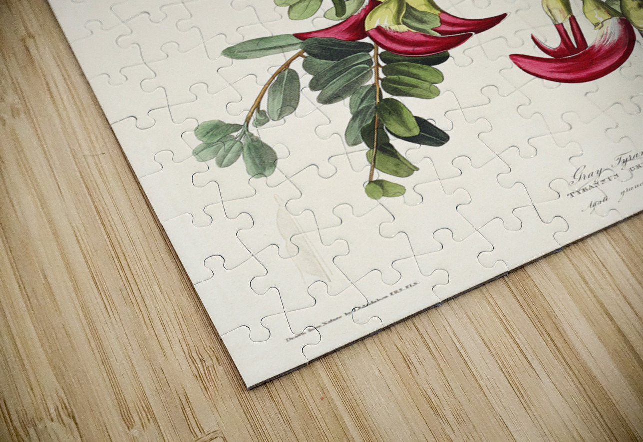 Piping Flycatcher IStockHistory com Puzzle