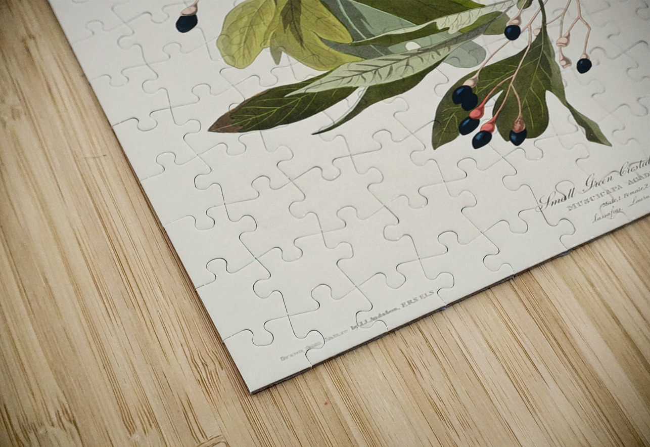 Small Green Crested Flycatcher IStockHistory com Puzzle