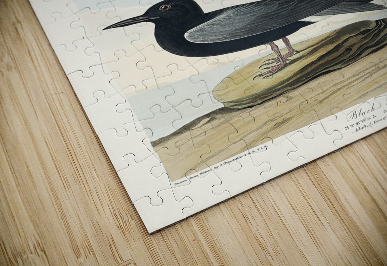Black Tern IStockHistory com Puzzle