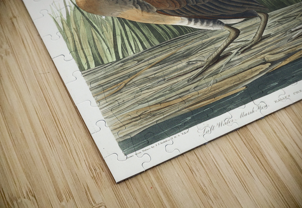 Salt Water Marsh Hen IStockHistory com Puzzle