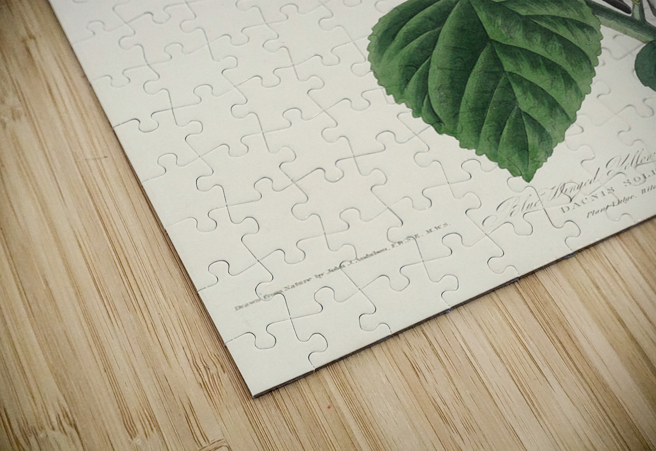 Blue-winged Yellow Warbler IStockHistory com Puzzle