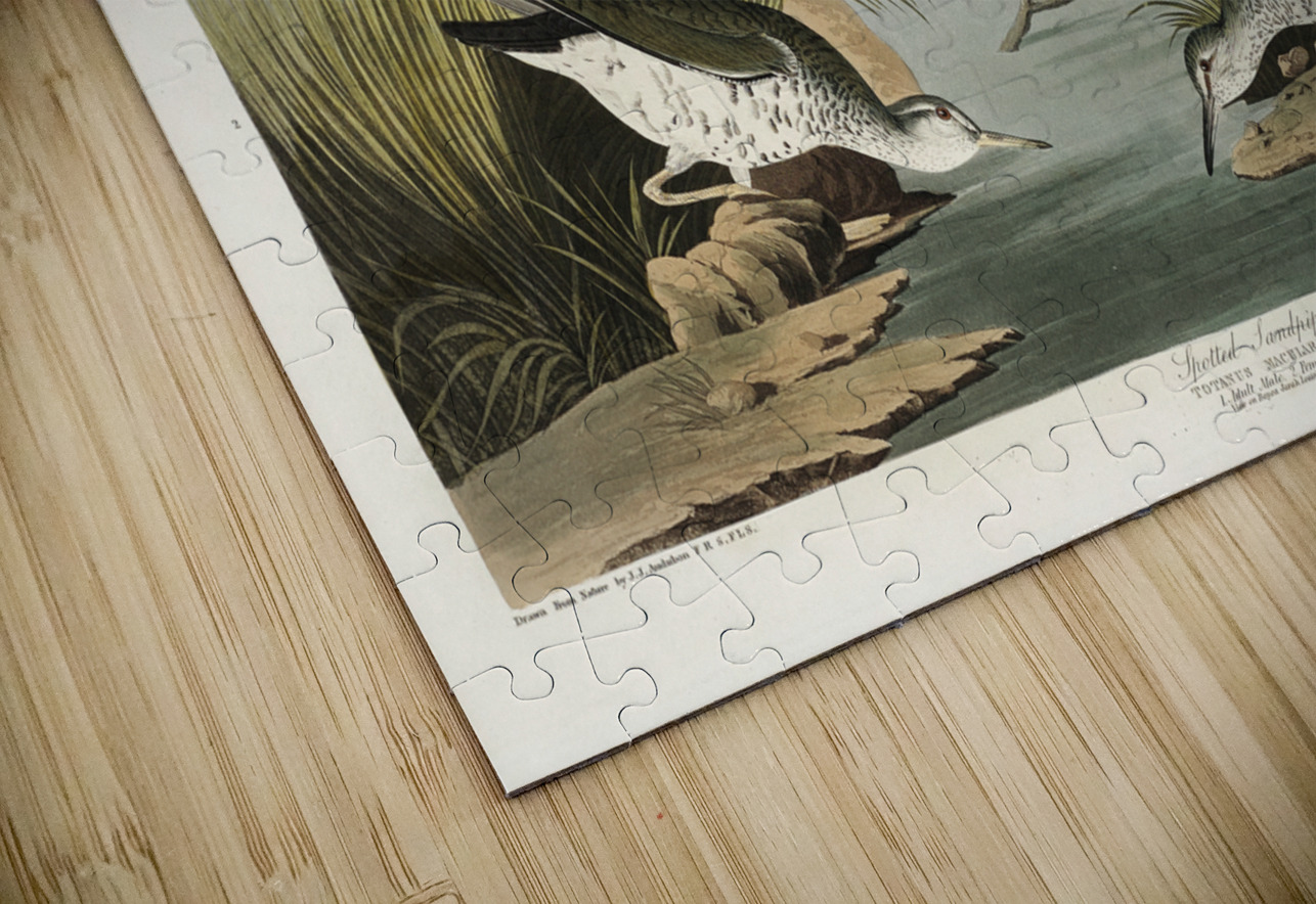 Spotted Sandpiper IStockHistory com Puzzle