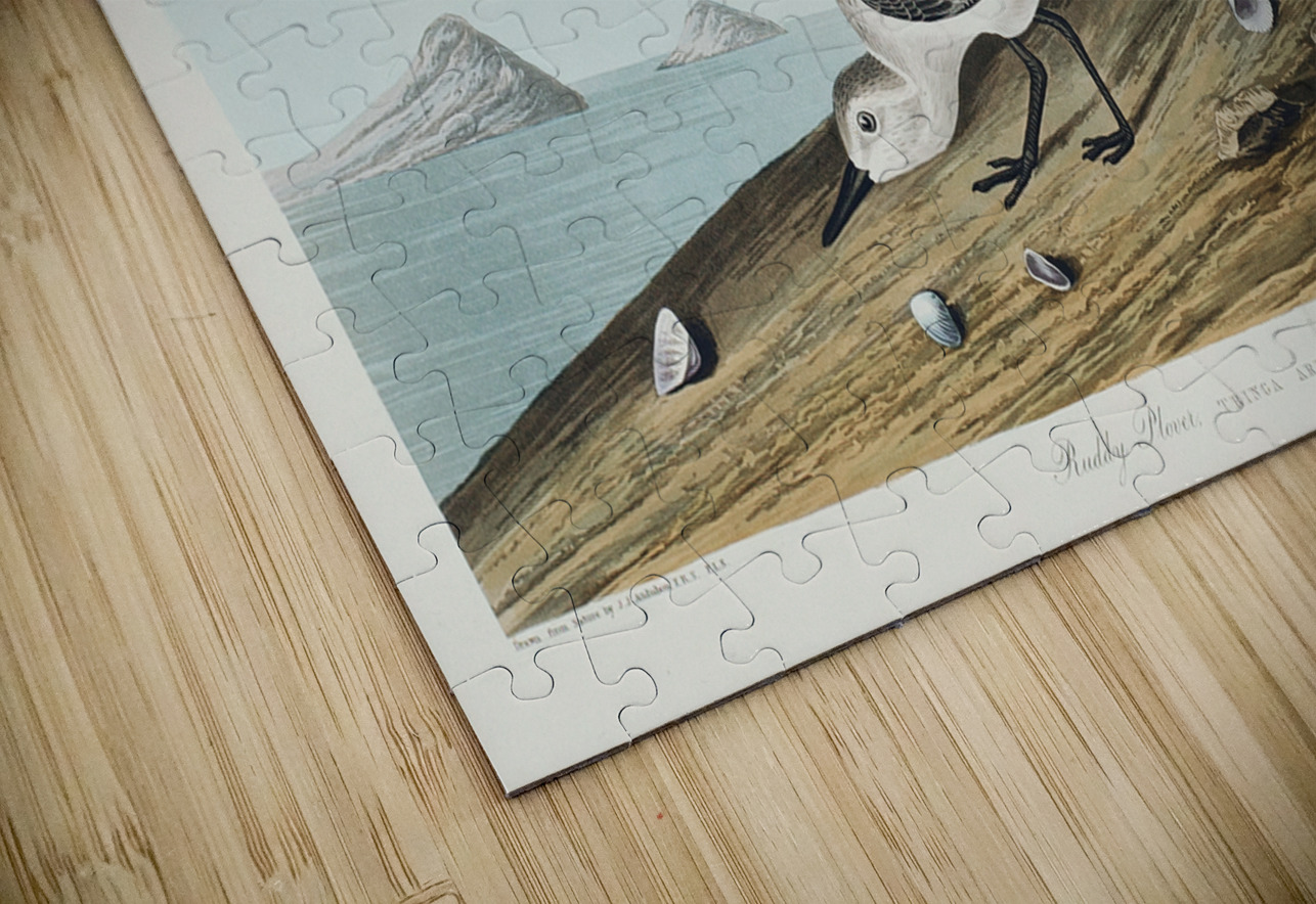 Sanderling IStockHistory com Puzzle