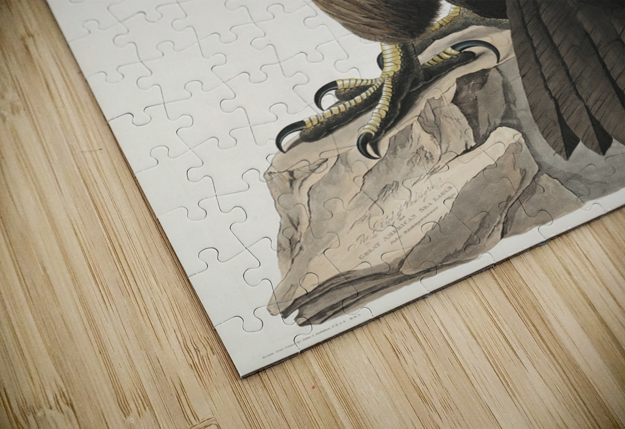 The Bird of Washington or Great American Sea Eagle IStockHistory com Puzzle