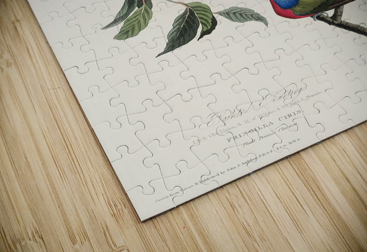 Painted Finch IStockHistory com Puzzle