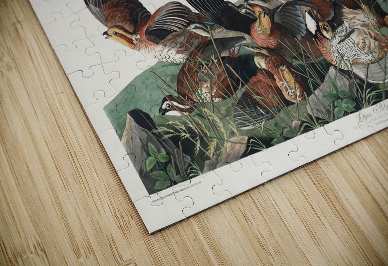 Virginian Partridge IStockHistory com Puzzle