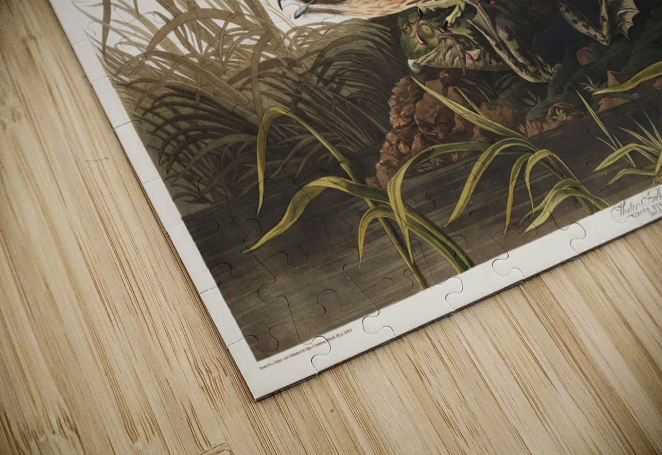 Winter Hawk IStockHistory com Puzzle