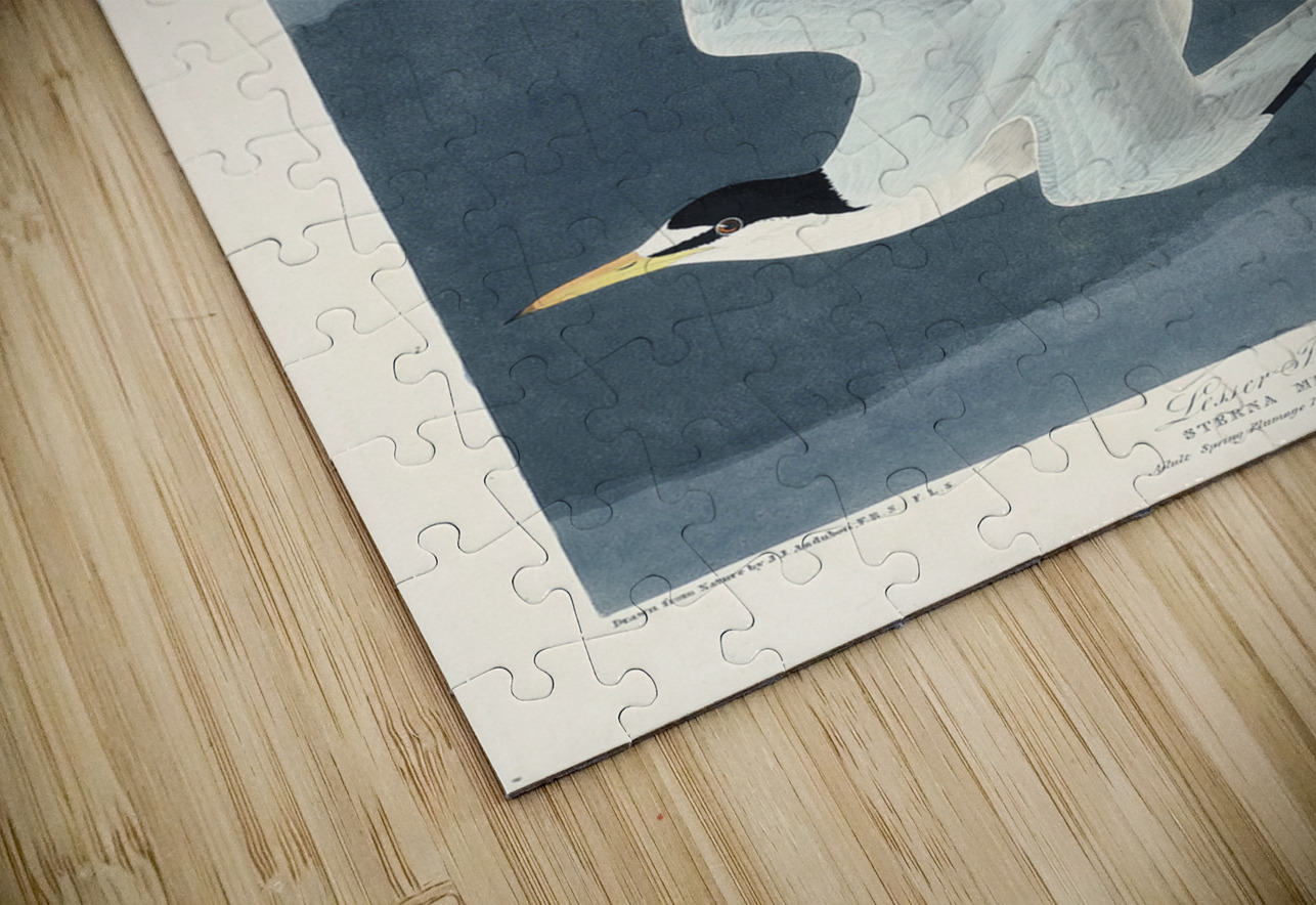 Lesser Tern IStockHistory com Puzzle