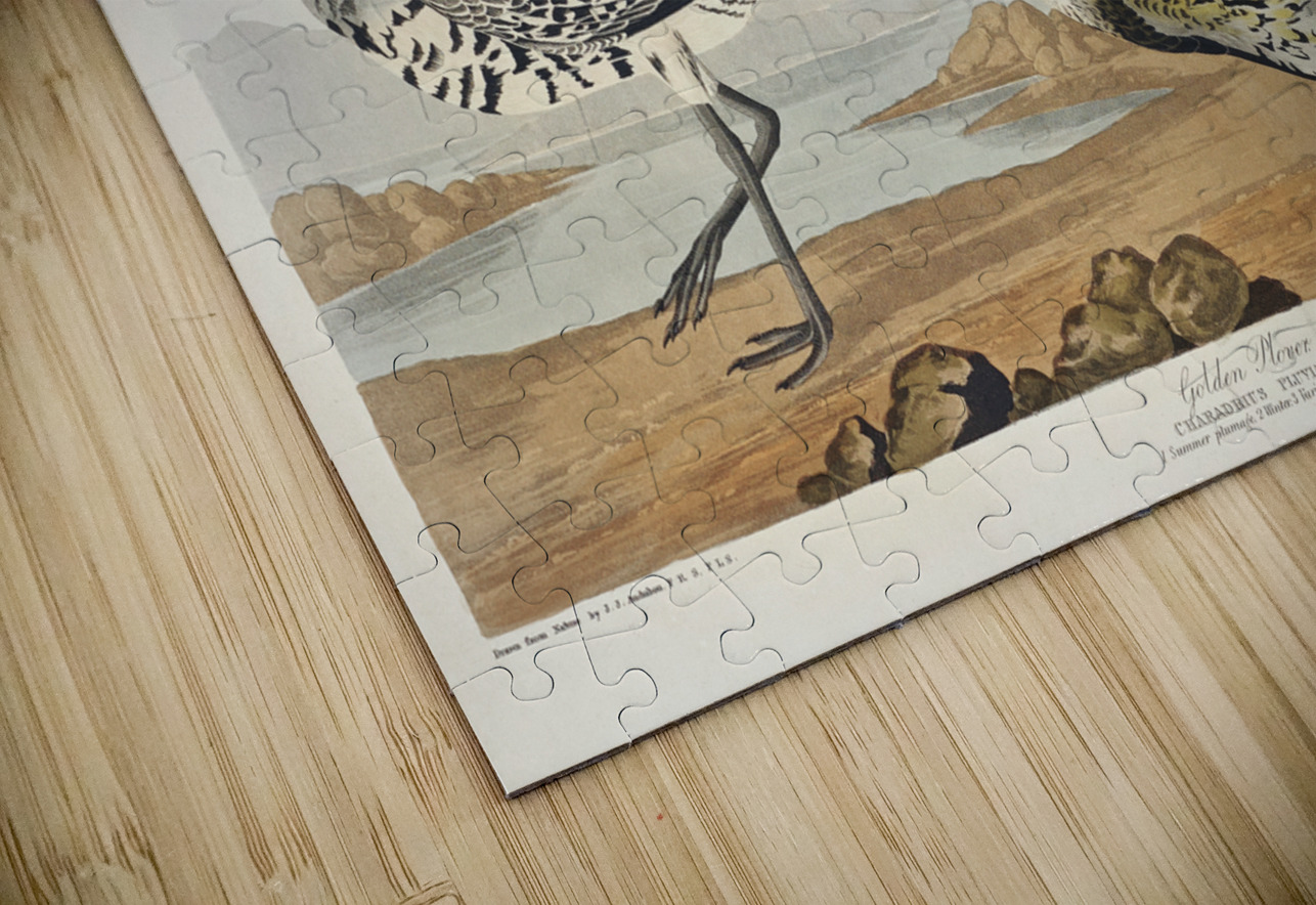 Golden Plover IStockHistory com Puzzle