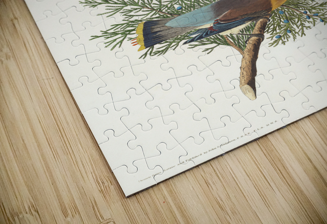 Cedar Bird IStockHistory com Puzzle