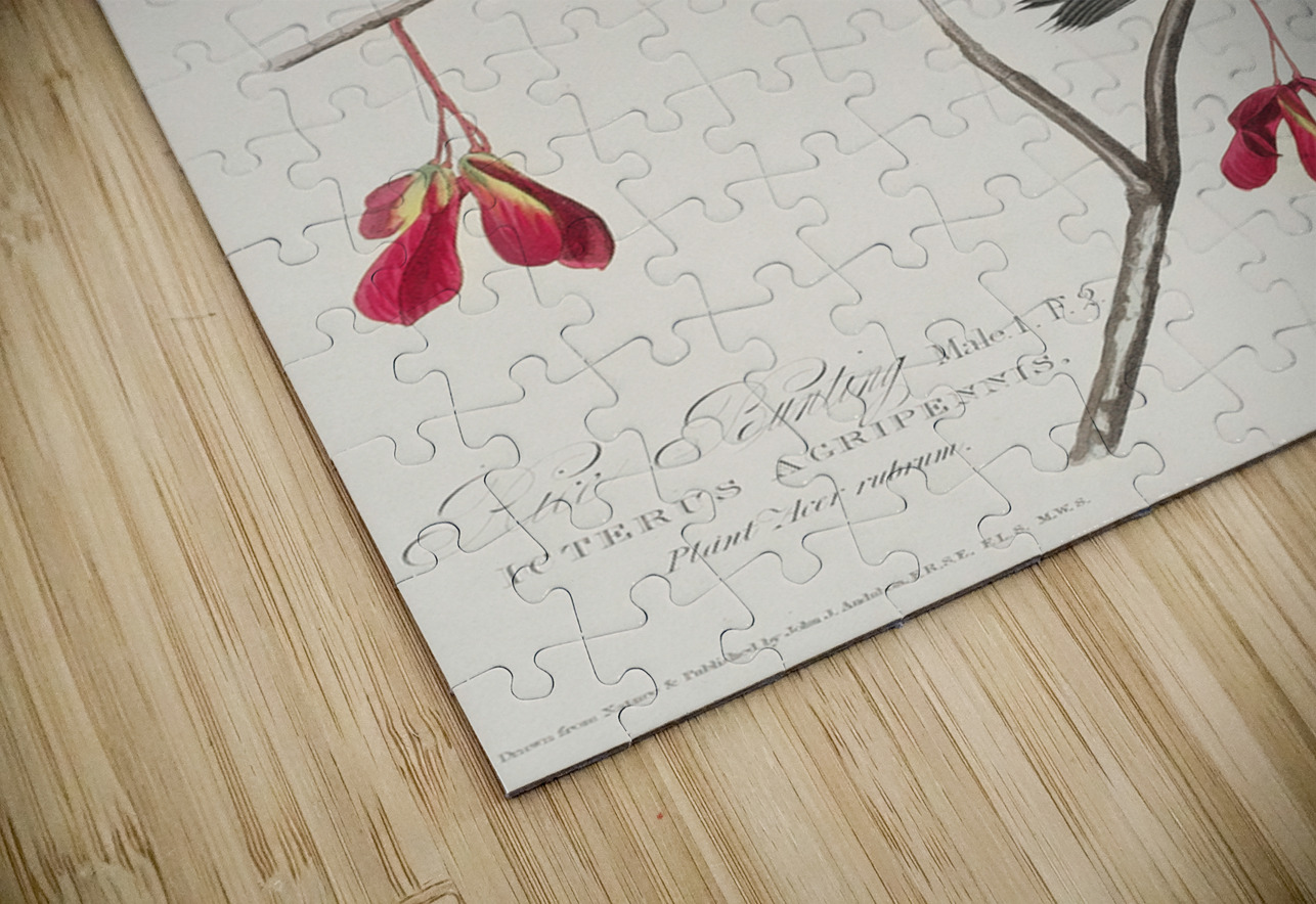 Rice Bird IStockHistory com Puzzle