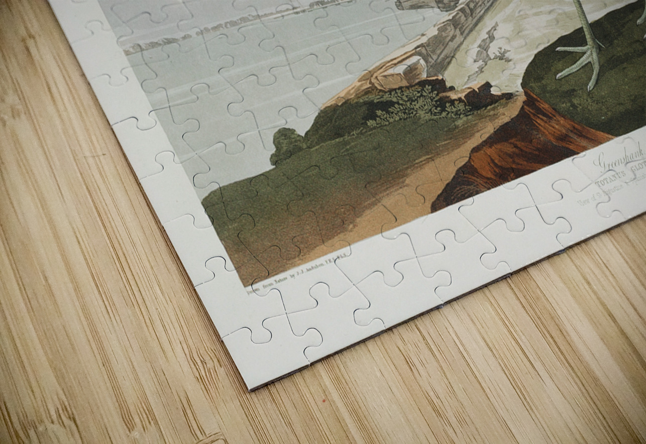 Greenshank IStockHistory com Puzzle