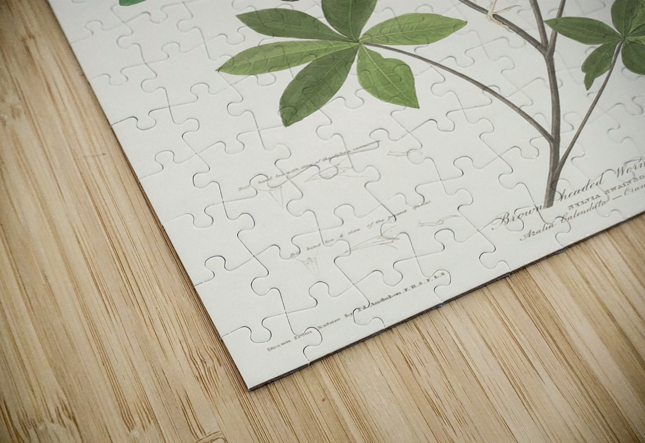 Brown headed Worm eating Warbler IStockHistory com Puzzle