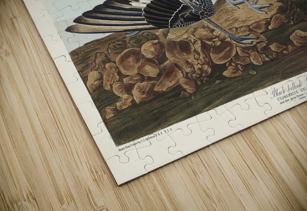 Black-bellied Plover IStockHistory com Puzzle