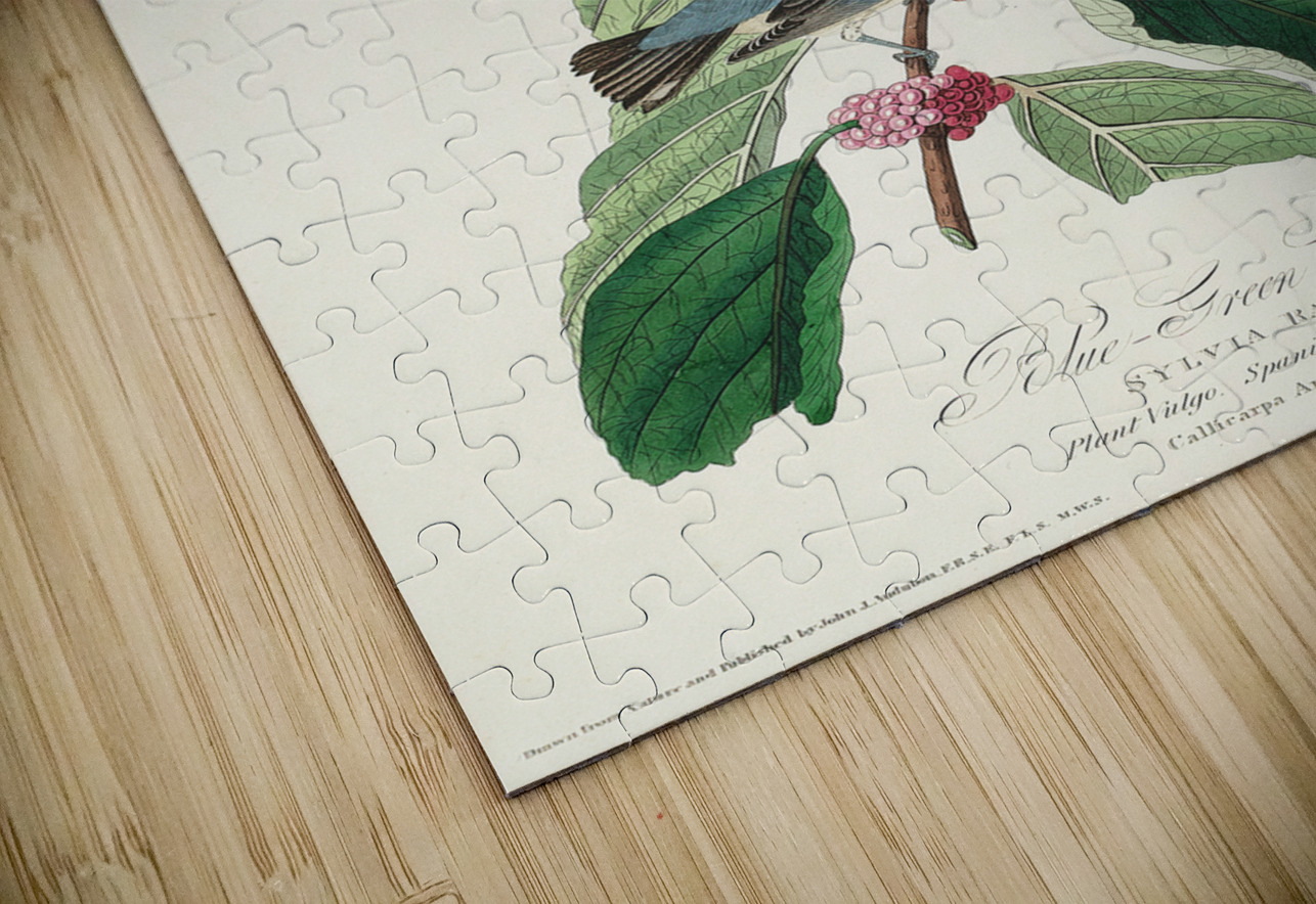 Blue-green Warbler IStockHistory com Puzzle