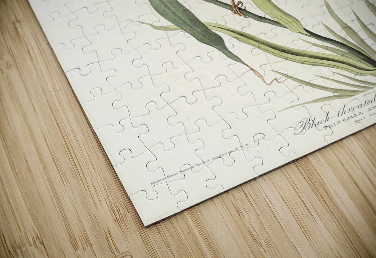 Black-Throated Bunting IStockHistory com Puzzle