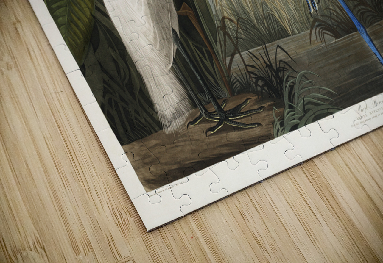 Purple Heron IStockHistory com Puzzle