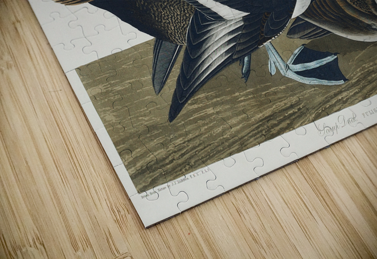 Scaup Duck IStockHistory com Puzzle