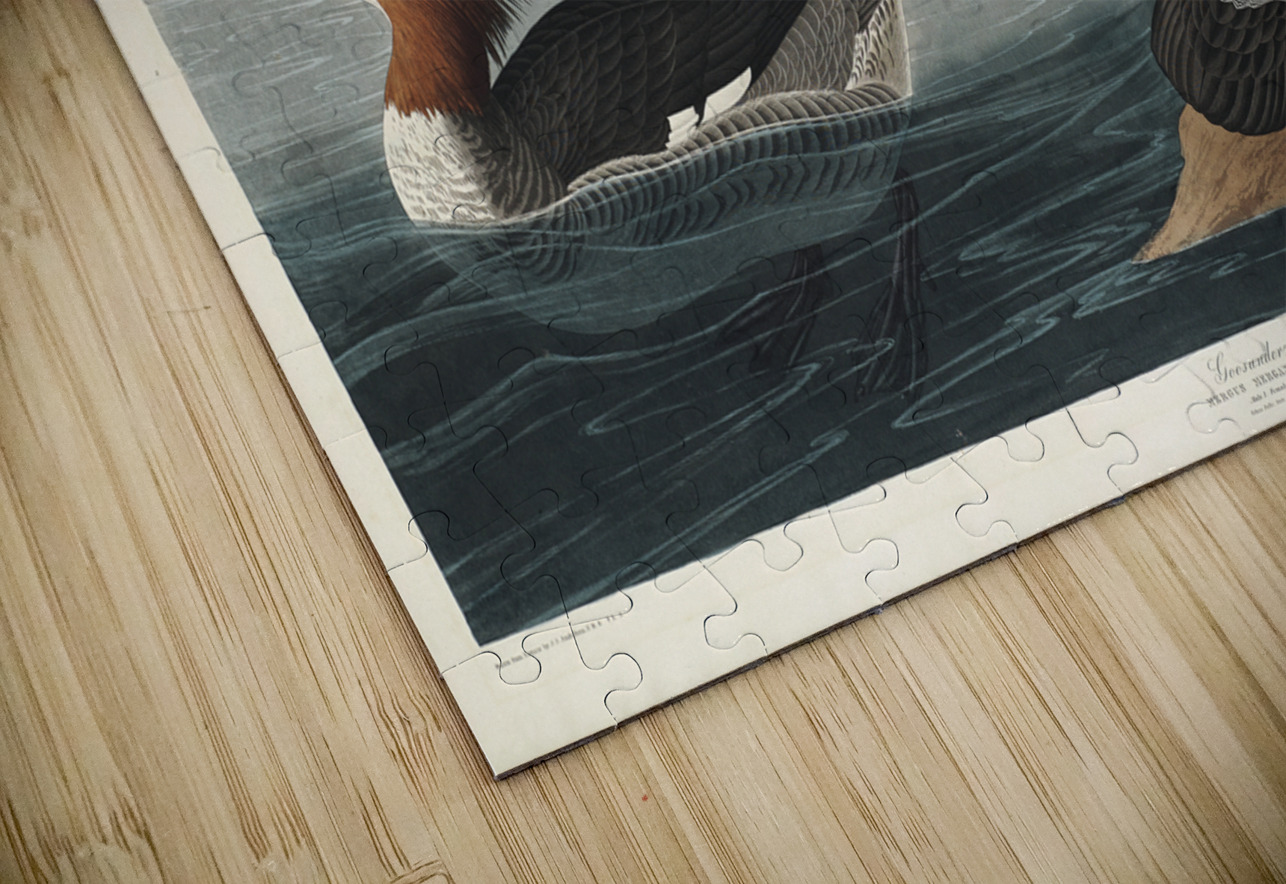 Goosander IStockHistory com Puzzle