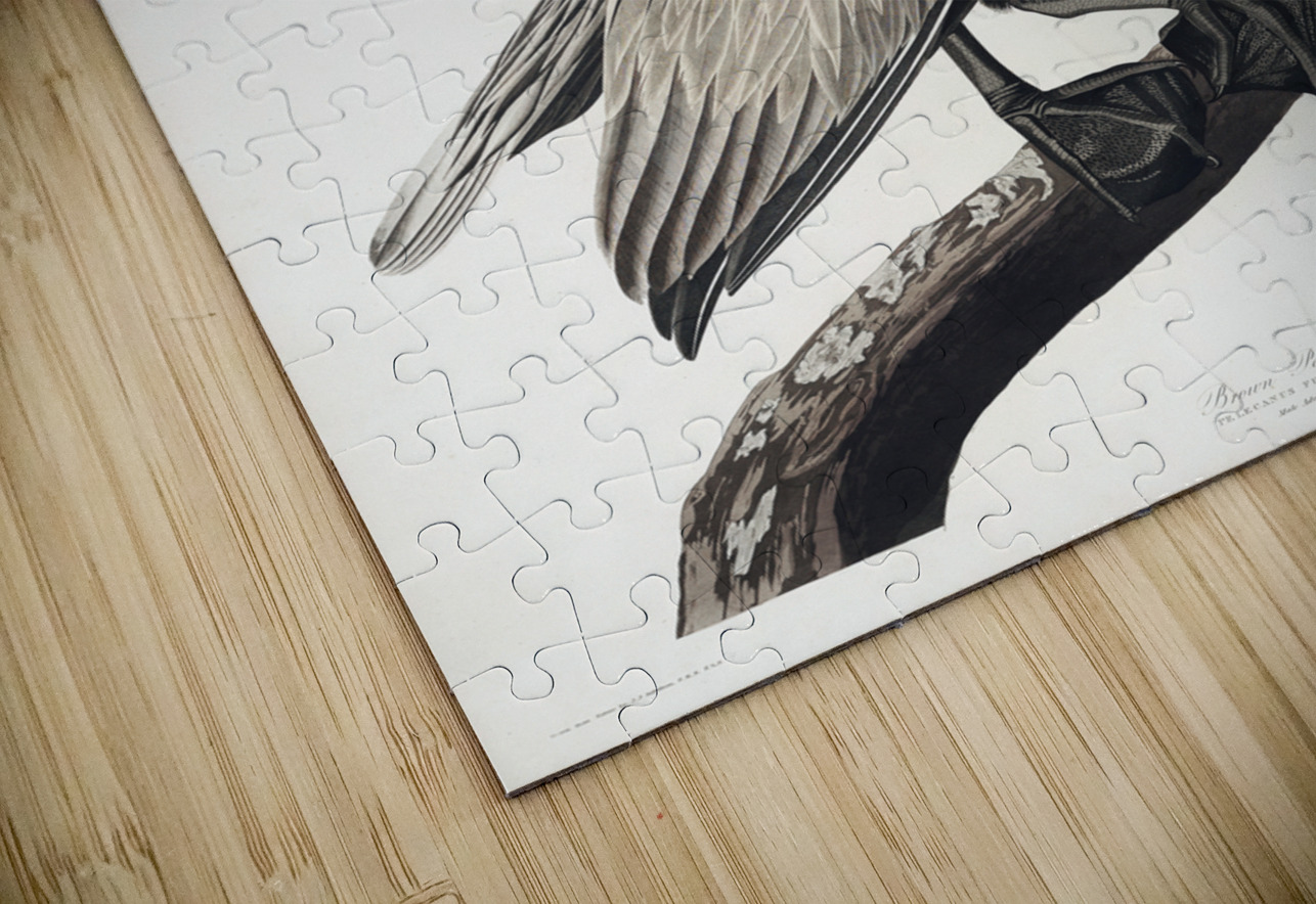 Brown Pelican IStockHistory com Puzzle