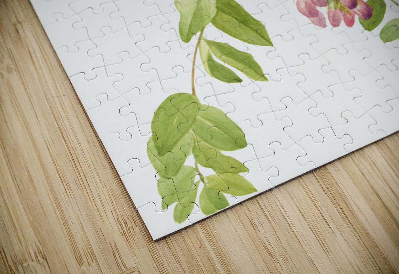 New Mexican Locust Robinia neomexicana 1938 IStockHistory com Puzzle