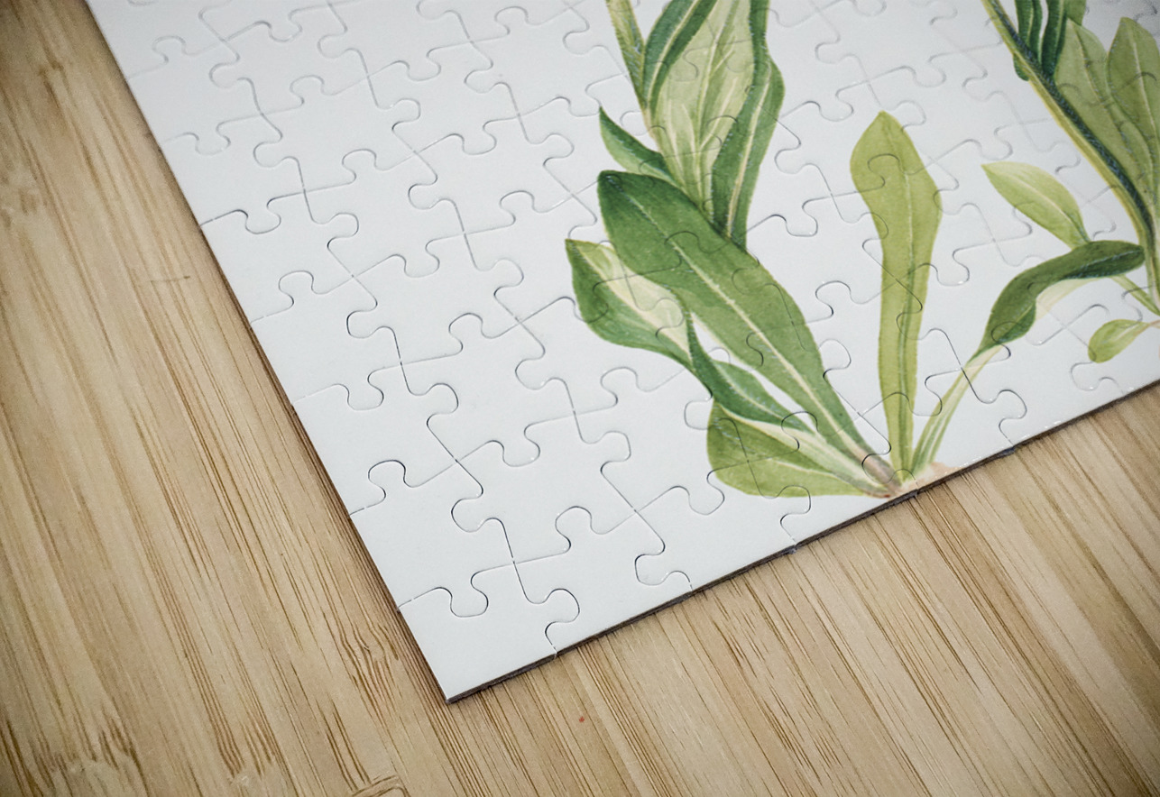 Meadow Fleabane Erigeron speciosus 1920 IStockHistory com Puzzle