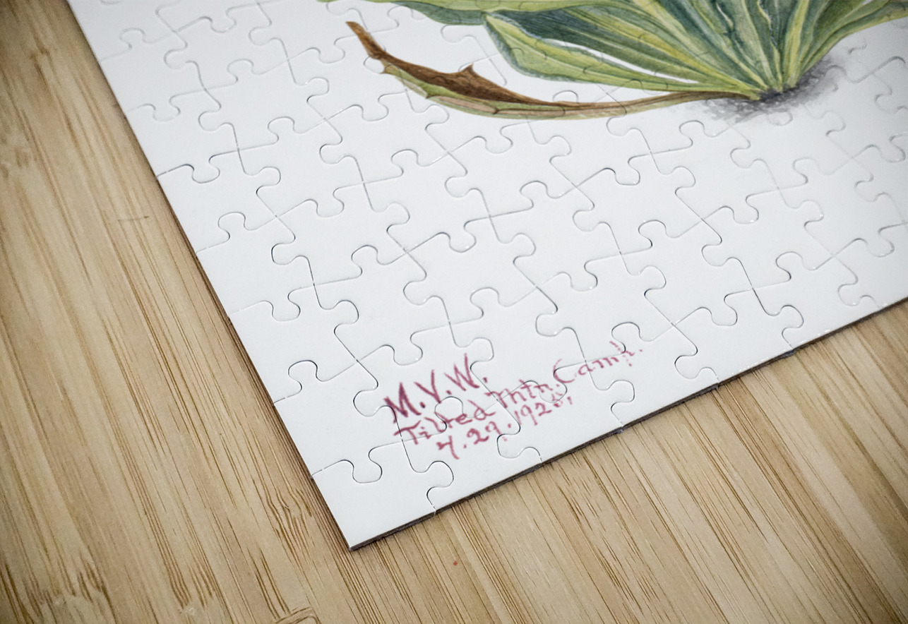 Saussurea Saussurea densa 1925 IStockHistory com Puzzle