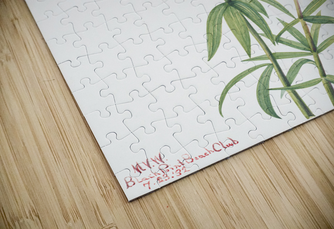 Wood Lily Lilium philadelphicum 1932 IStockHistory com Puzzle