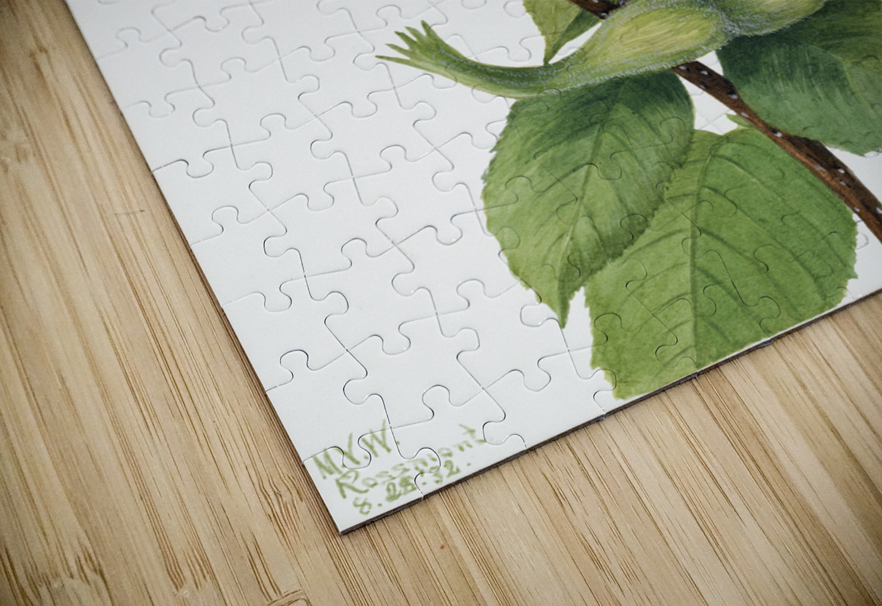 Beaked Hazelnut Corylus rostrata 1932 IStockHistory com Puzzle