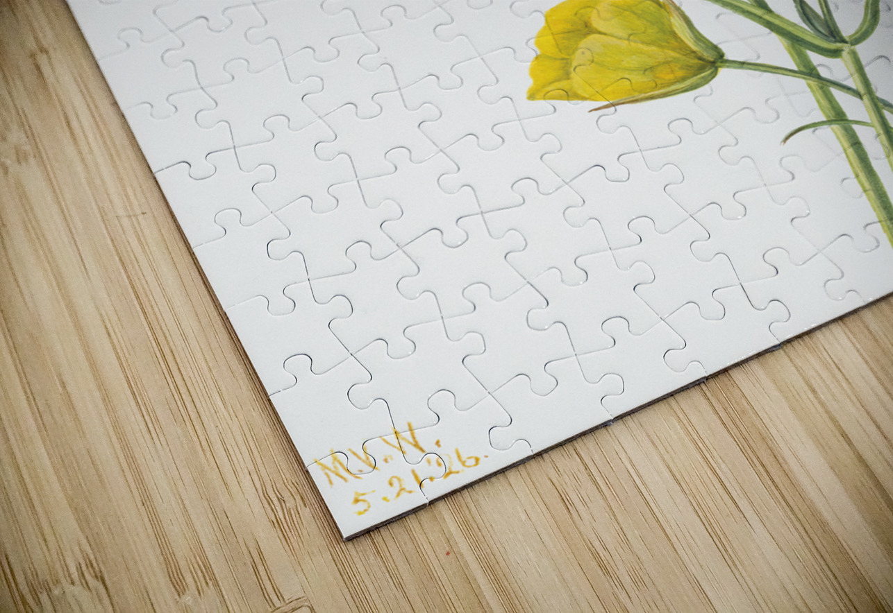 Harebell Campanula rotundifolia 1916 IStockHistory com Puzzle