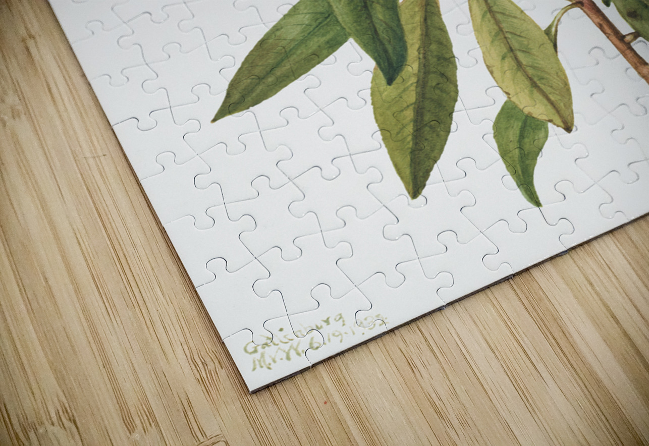 Rose Bay Rhododendron Rhododendron carolinianum 1932 IStockHistory com Puzzle