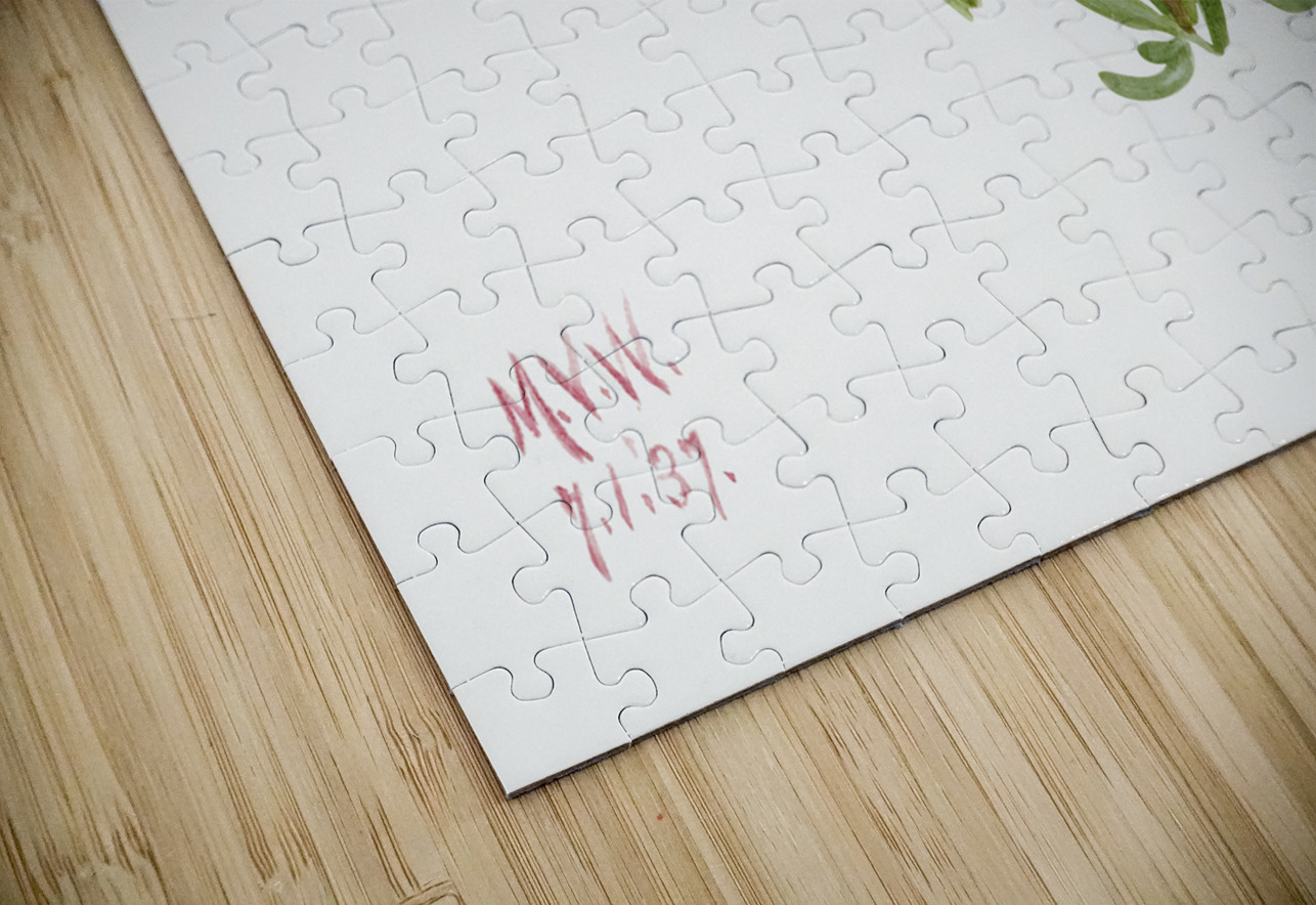 Primrose Primula angustifolia 1937 IStockHistory com Puzzle