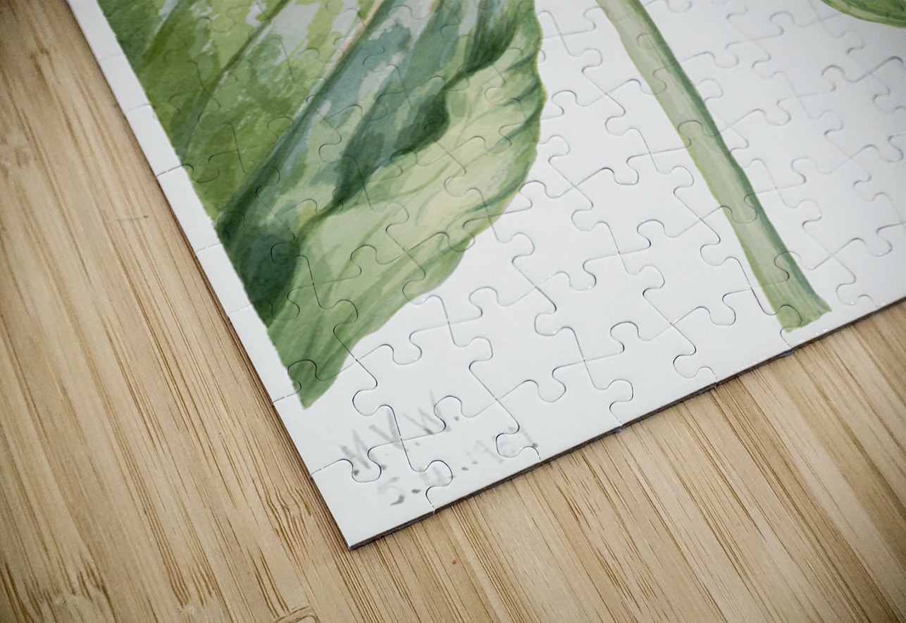 Wake-Robin Trillium underwoodii 1937 IStockHistory com Puzzle