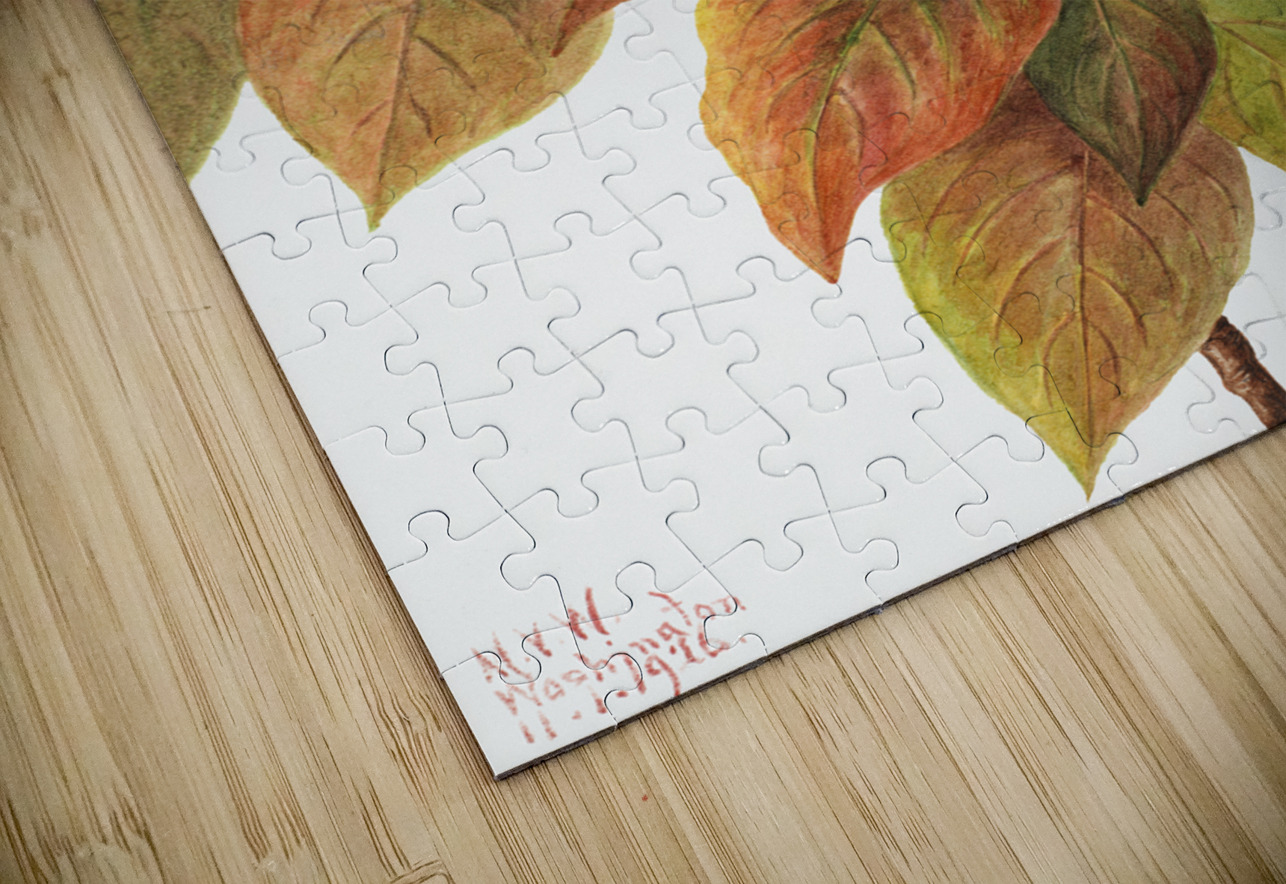 Flowering Dogwood Cornus florida 1919 IStockHistory com Puzzle