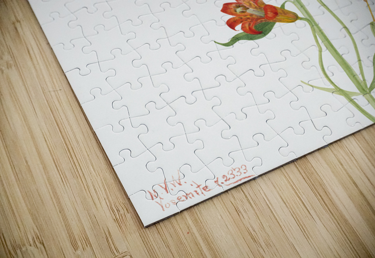 Small Tiger Lily Lilium parvum 1933 IStockHistory com Puzzle